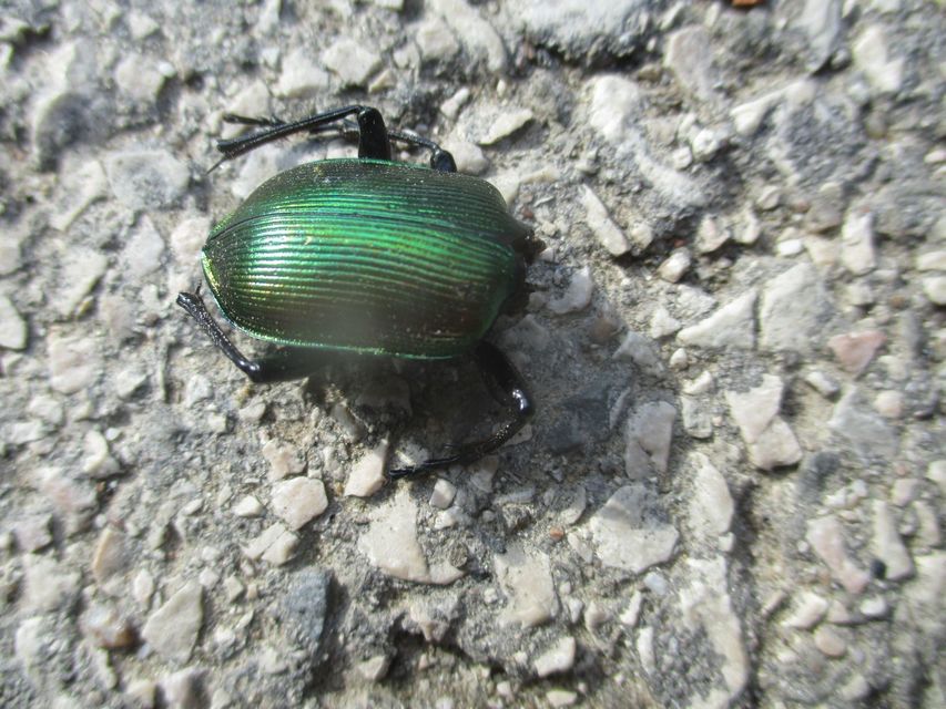 Calosoma sycophanta - aranyos bábrabló