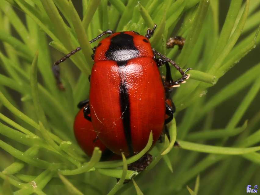 Entomoscelis dorsalis - hérics-honvédbogár