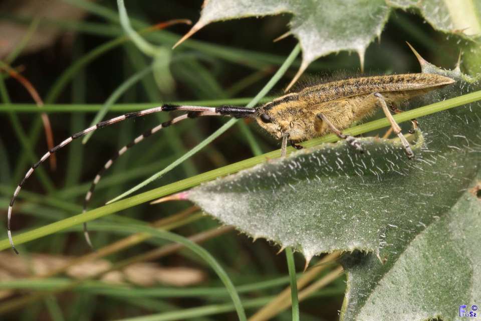Agapanthia dahli - sárgagyűrűs bogáncscincér