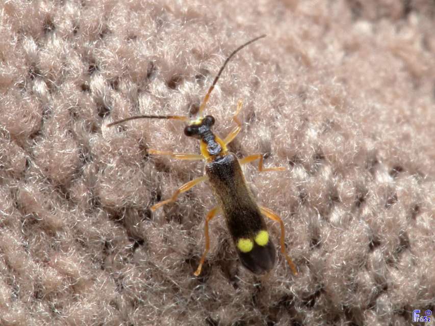 Malthinus balteatus