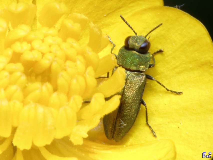 Anthaxia nitidula - ragyogó virágdíszbogár
