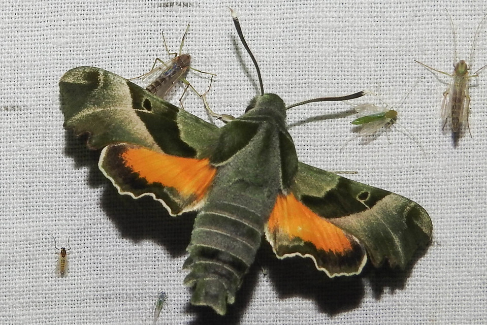Proserpinus proserpina - törpeszender
