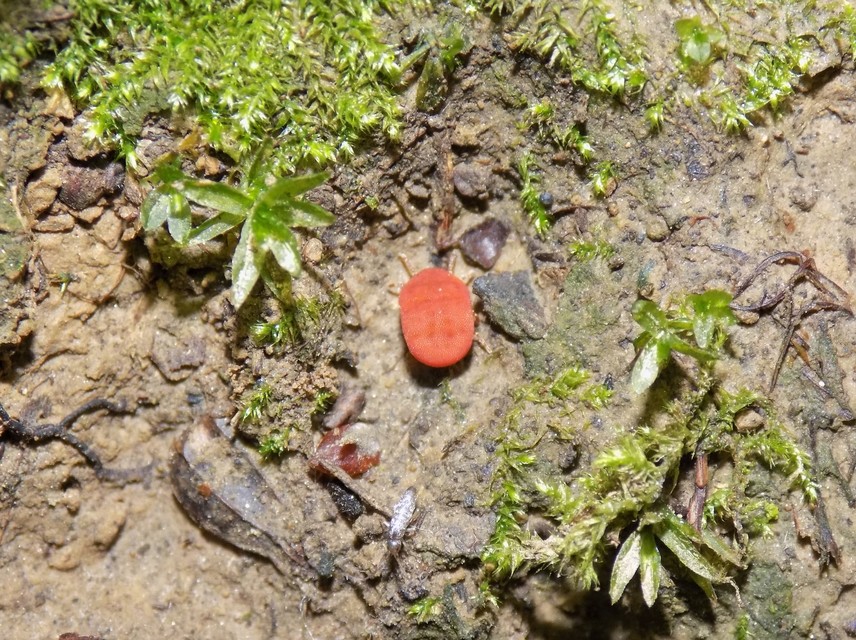 Calyptostomatidae