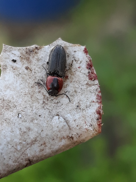 Cardiophorus discicollis - korongfoltos szívespattanó