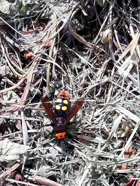 Megascolia maculata - óriás-tőrösdarázs
