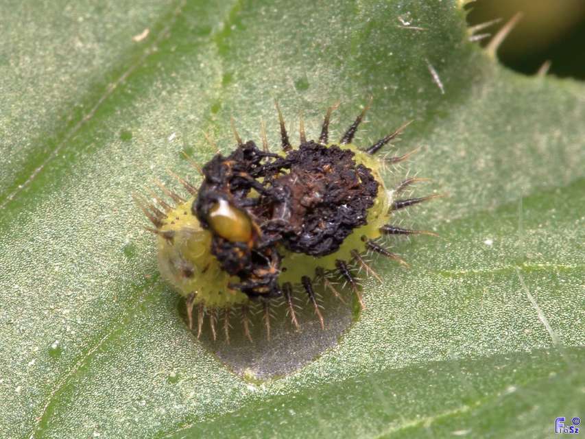 Cassida