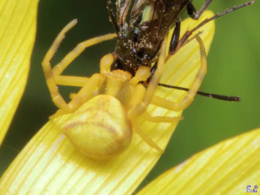 Thomisus onustus - fehér karolópók