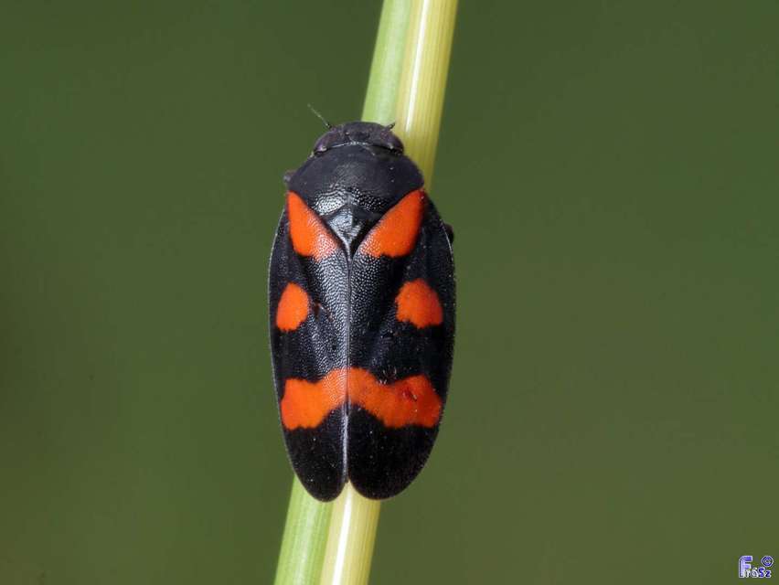 Cercopis sanguinolenta