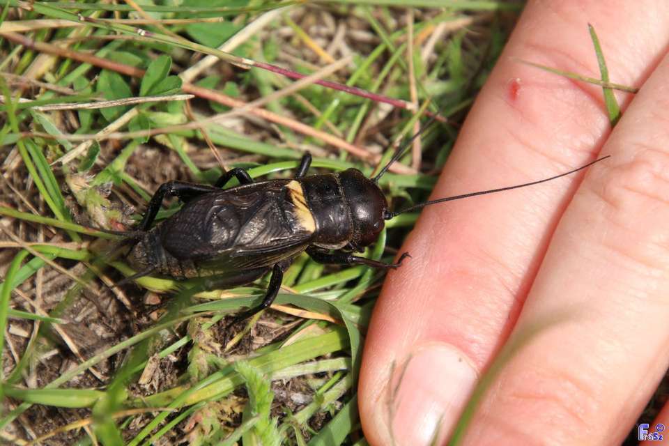 Gryllus campestris - mezei tücsök