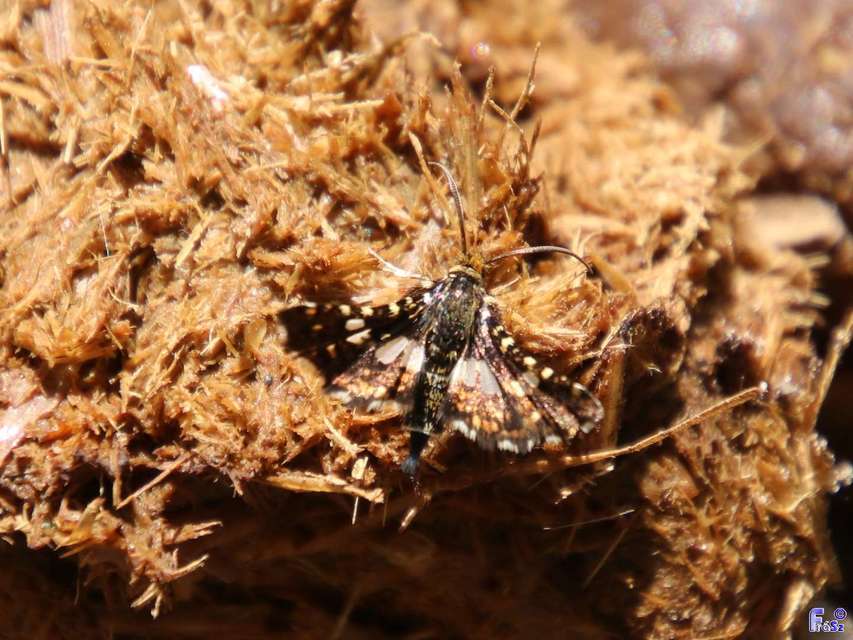 Thyris fenestrella - gyakori ablakosmoly