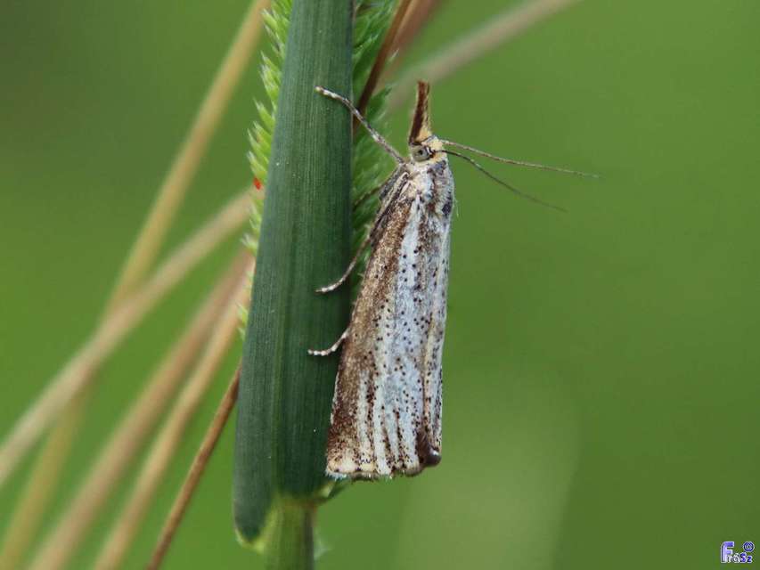 Thisanotia chrysonuchella - tavaszi fűgyökérmoly