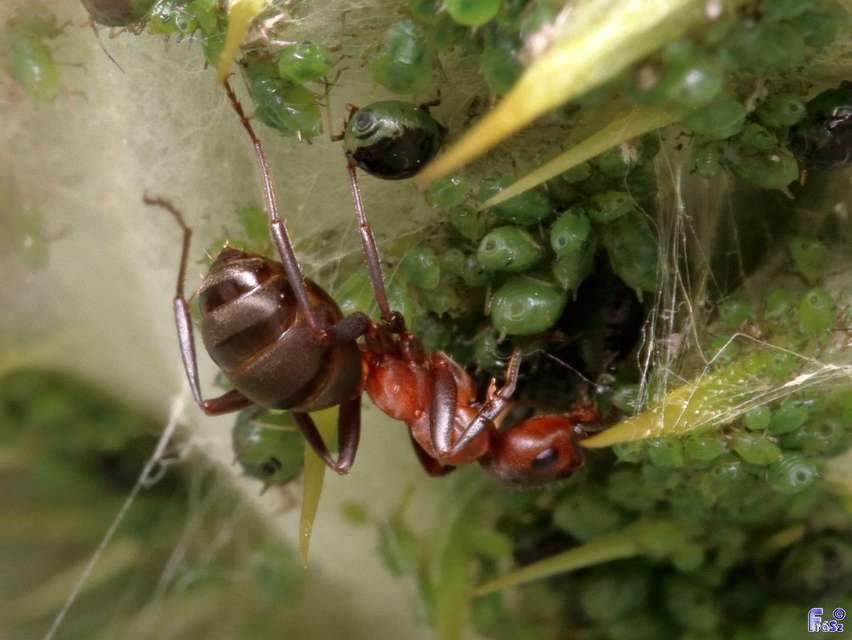 Formica sanguinea - vérvörös rablóhangya