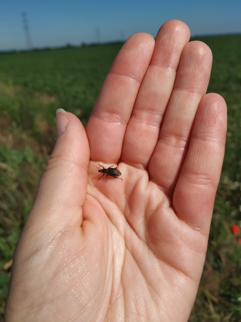Tanymecus palliatus - közönséges hegyesfarúbarkó