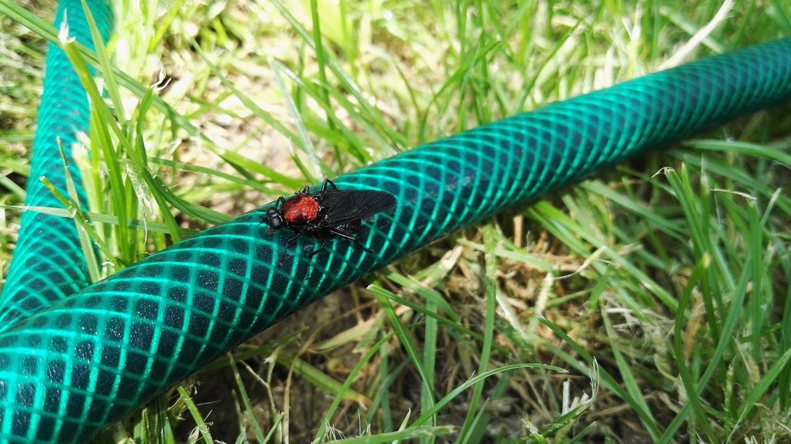 Clitellaria ephippium - tüskéshátú légy