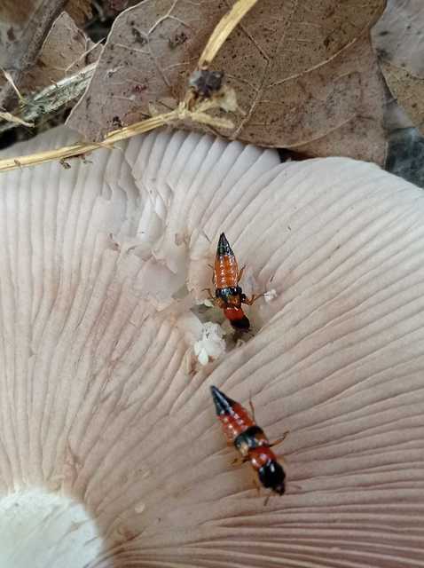 Oxyporus rufus - feketevörös gombaholyva