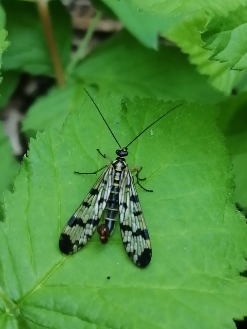 Panorpa vulgaris