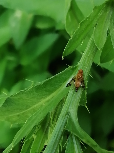 Xyphosia miliaria