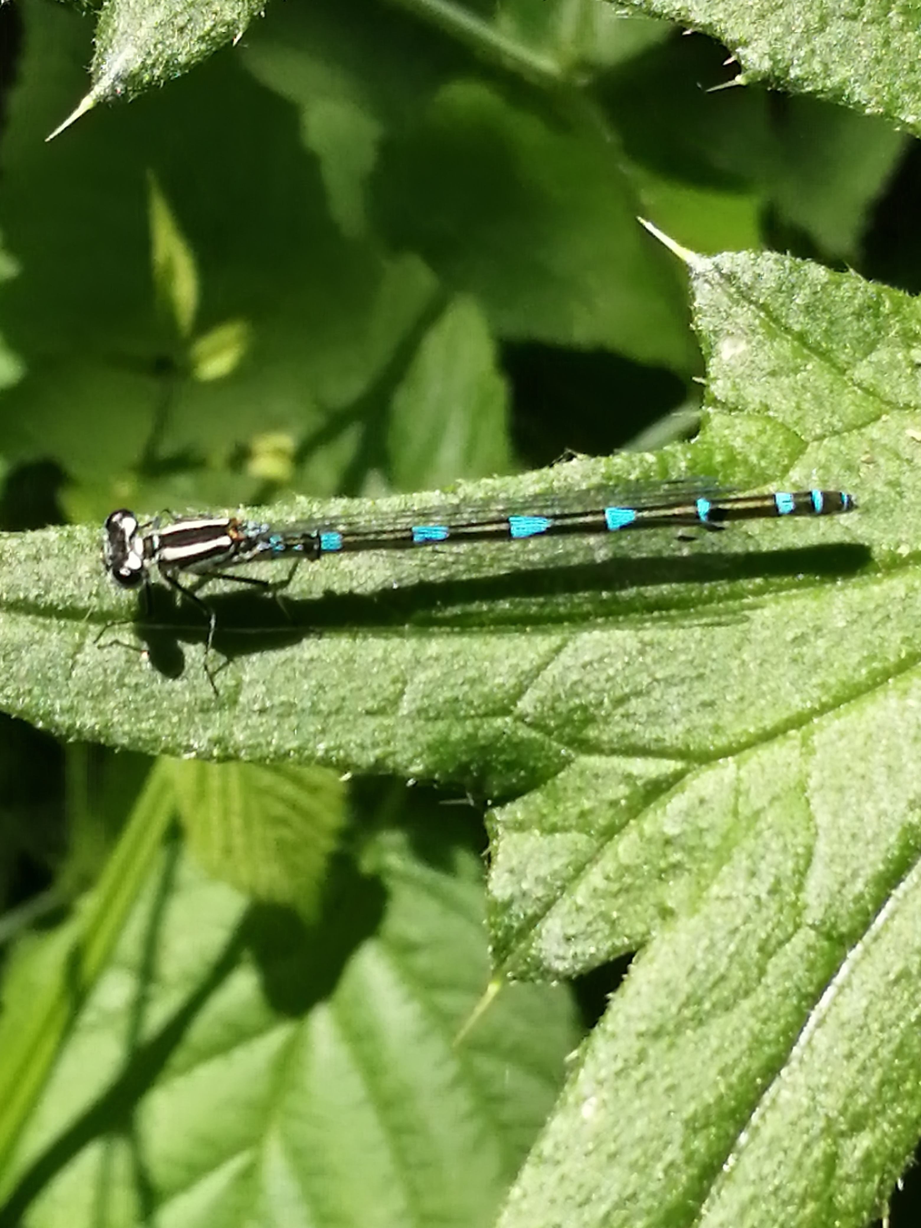 Coenagrion pulchellum - karcsú légivadász