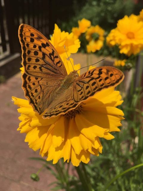 Argynnis pandora - zöldes gyöngyházlepke