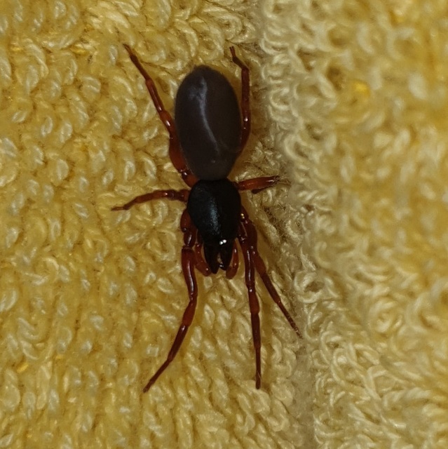 Dysdera
