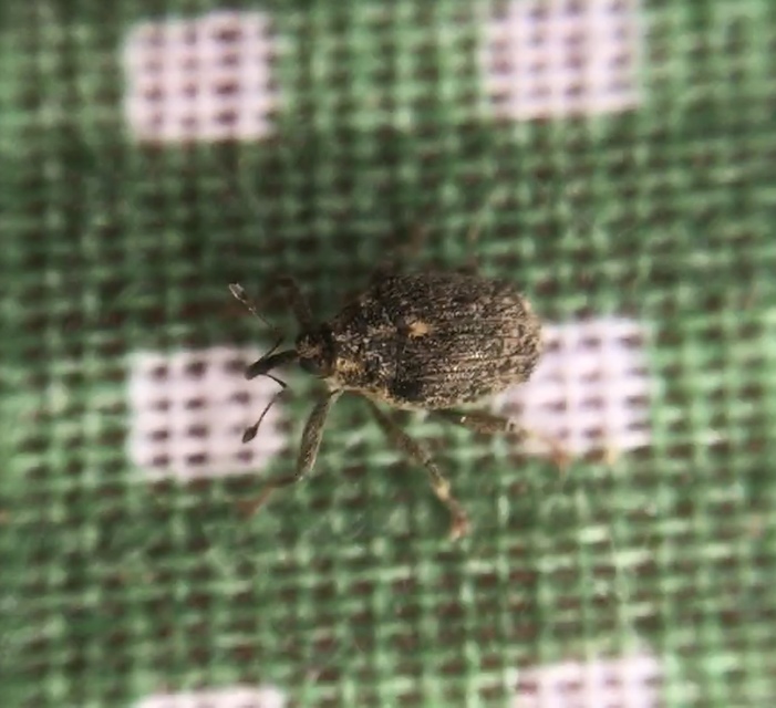 Ceutorhynchus pallidactylus - szőrös repce-ceutormányos