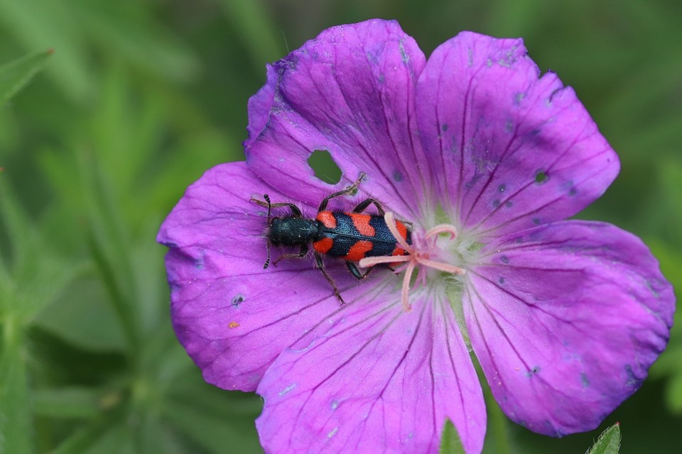 Trichodes favarius - hatfoltos méhészbogár