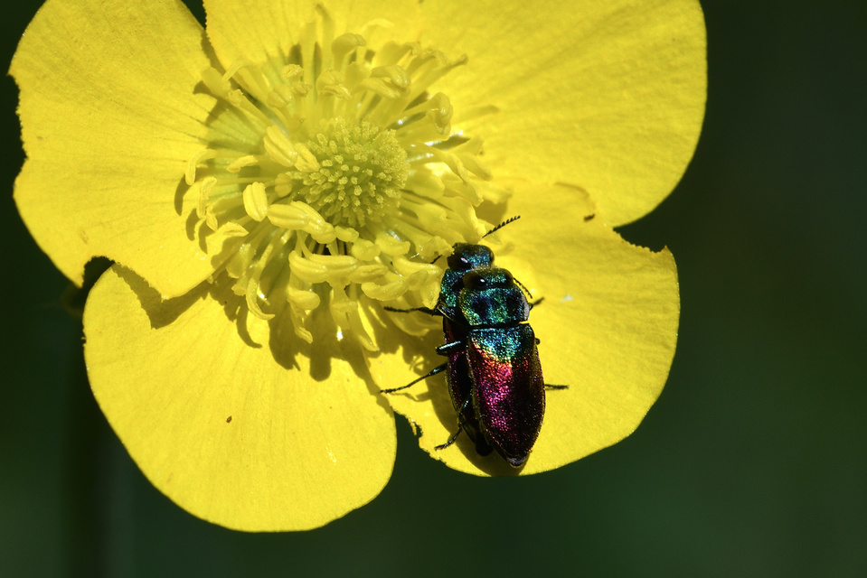 Anthaxia salicis - bíboros virágdíszbogár