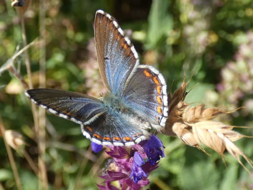 Polyommatus bellargus - égszínű boglárka