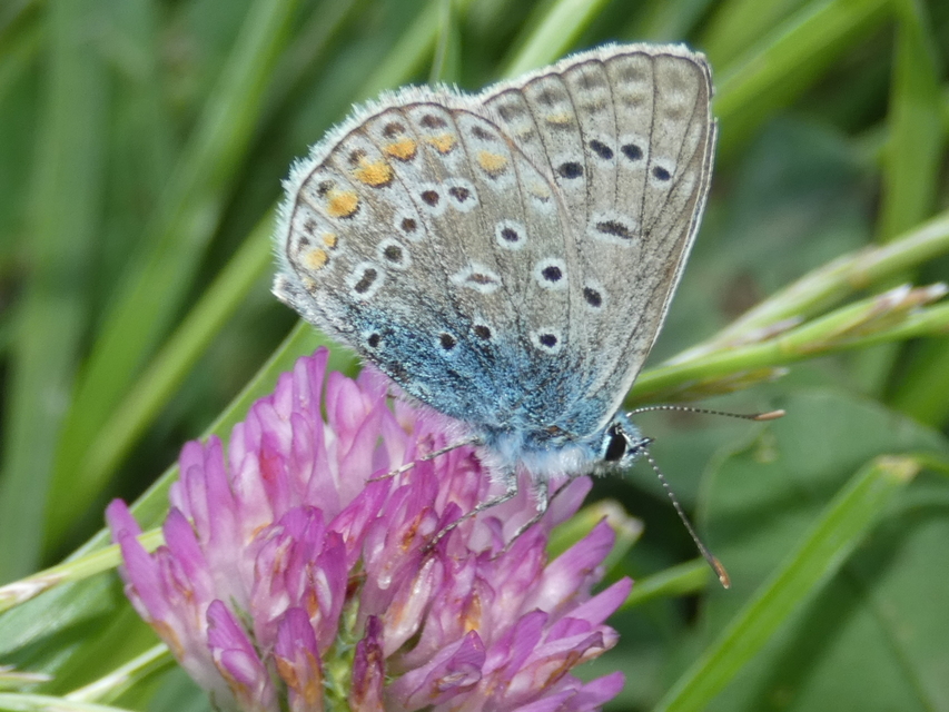 Polyommatus icarus - közönséges boglárka