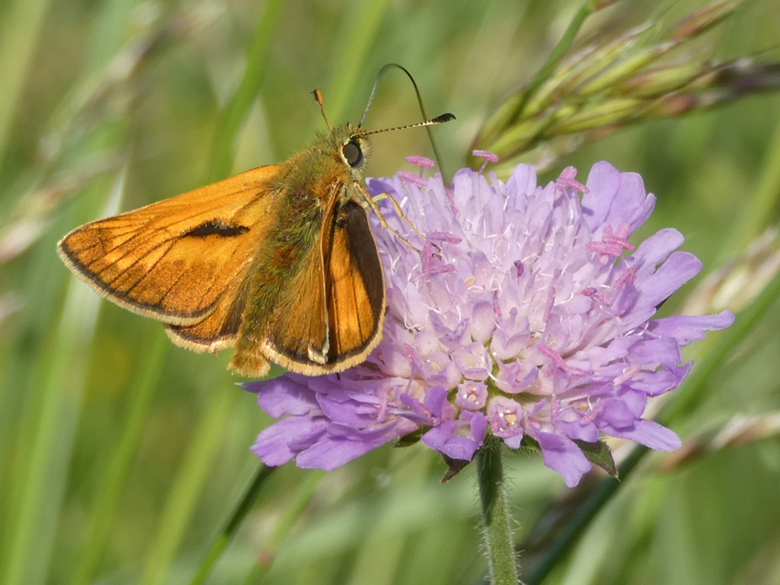 Ochlodes sylvanus - erdei busalepke