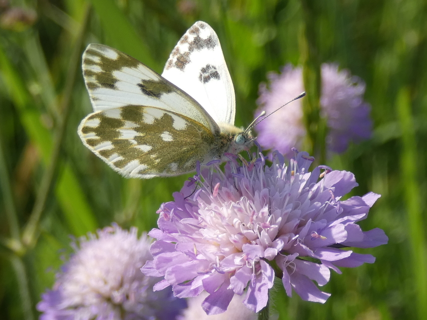 Pontia edusa - rezedalepke