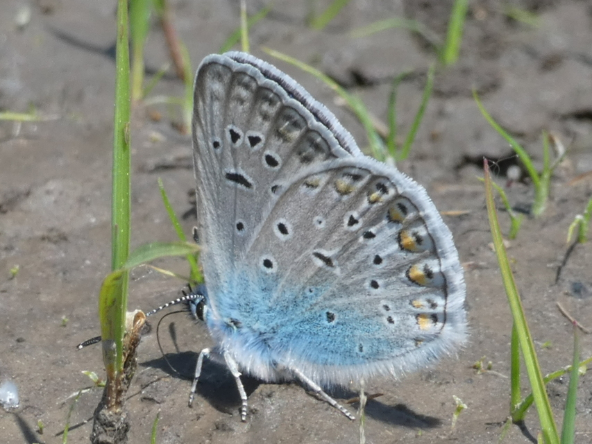 Polyommatus icarus - közönséges boglárka