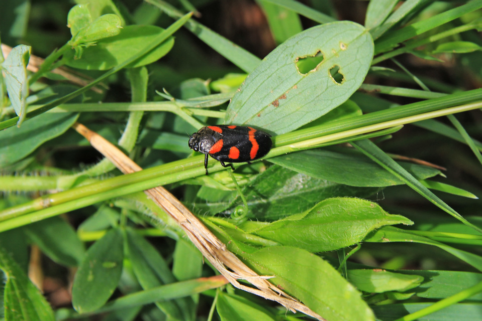 Cercopis arcuata/sanguinolenta