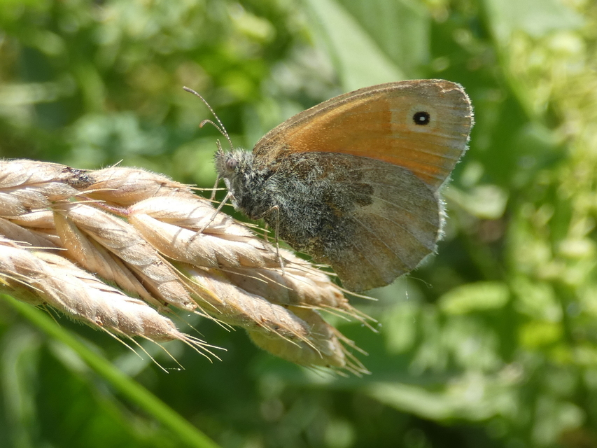 Coenonympha pamphilus - kis szénalepke