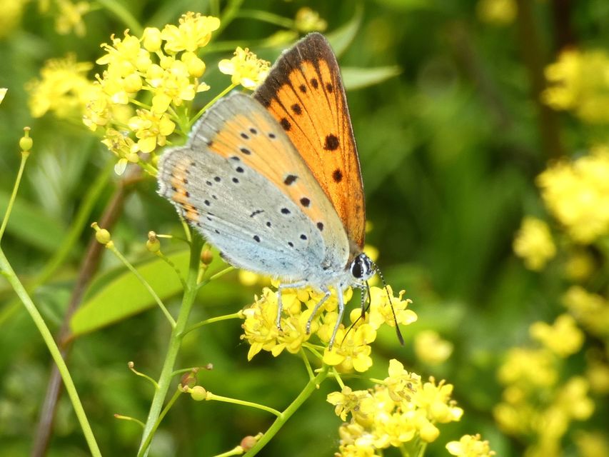 Lycaena dispar rutilus - nagy tűzlepke
