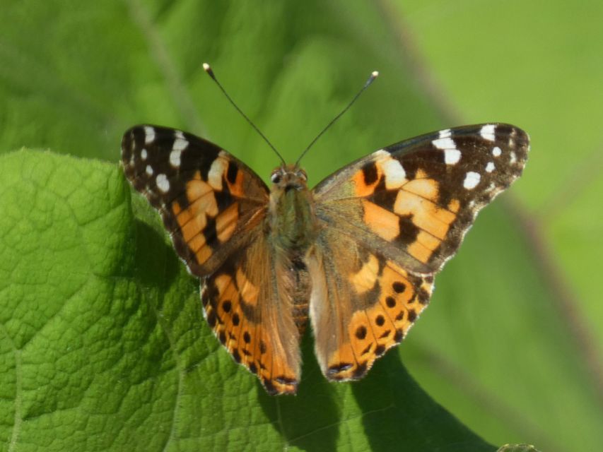 Vanessa cardui - bogáncslepke