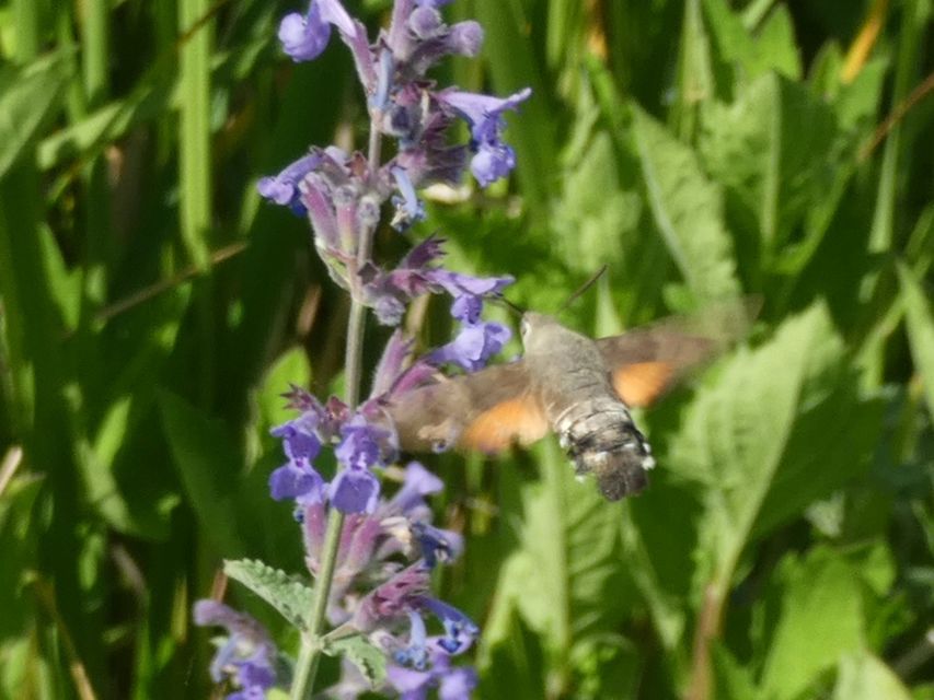 Macroglossum stellatarum - kacsafarkú szender