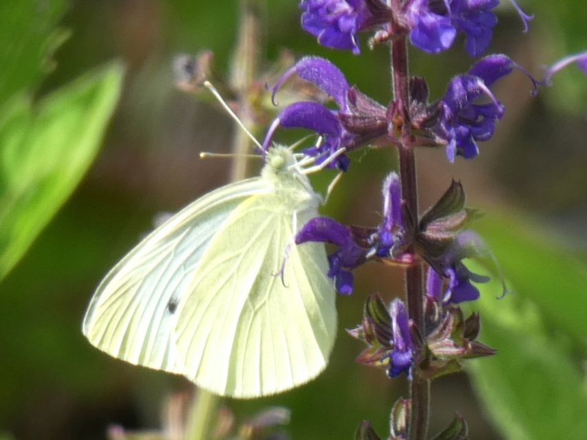 Pieris rapae - répalepke