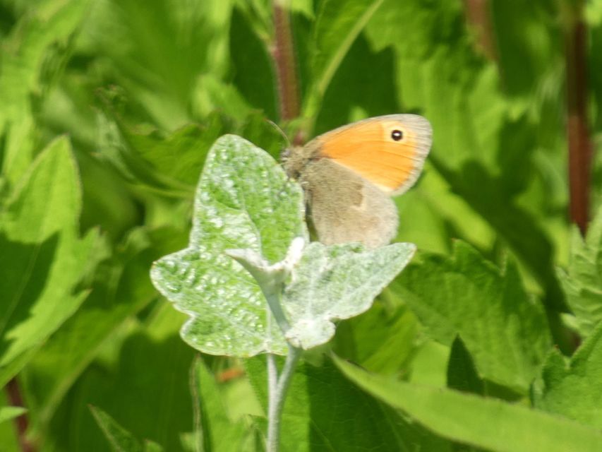 Coenonympha pamphilus - kis szénalepke
