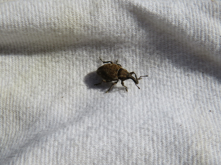 Lepyrus capucinus - pettyes fűzormányos