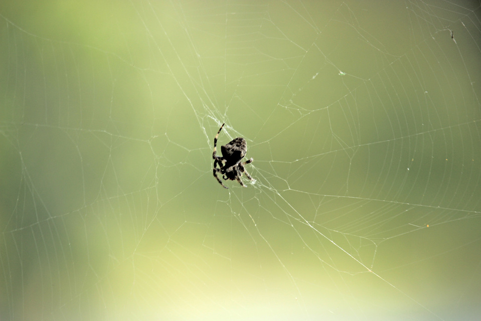 Araneus circe/angulatus