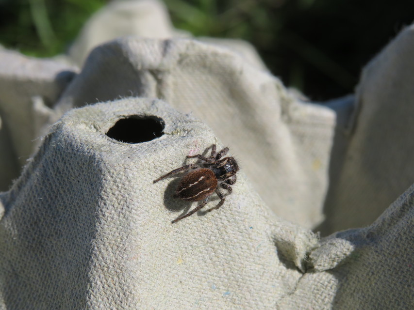 Philaeus chrysops - piros ugrópók