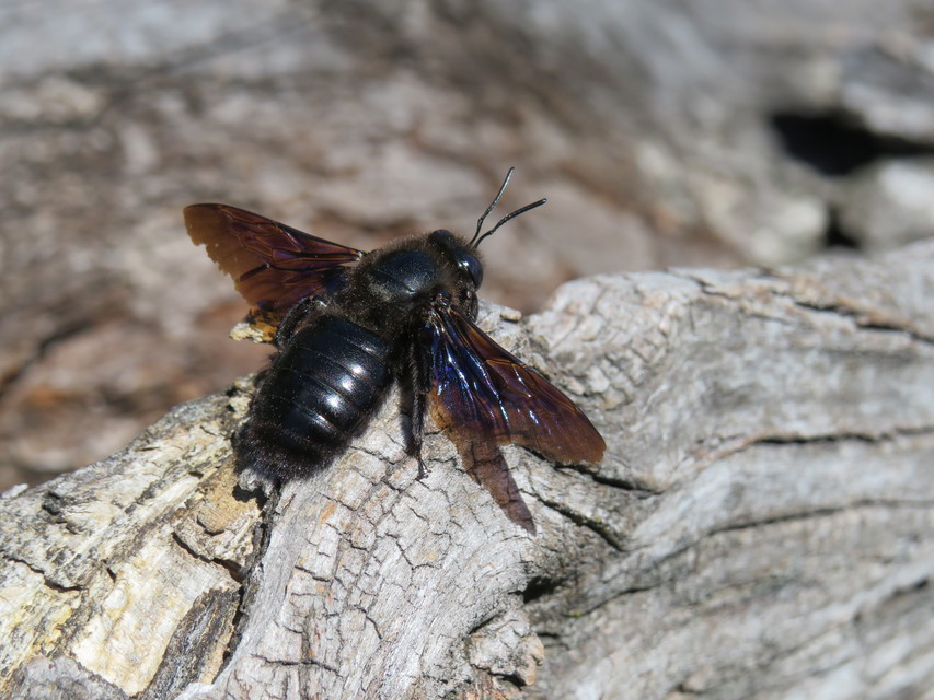 Xylocopa violacea - kék fadongó