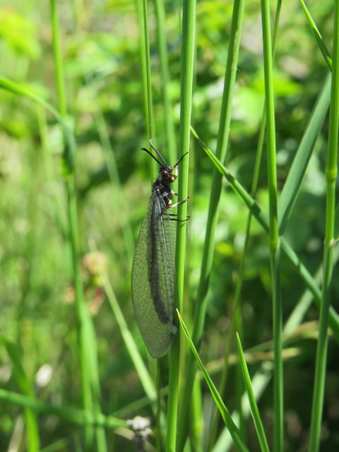 Myrmeleon