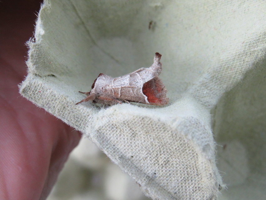 Clostera curtula - rövidszárnyú levélszövő