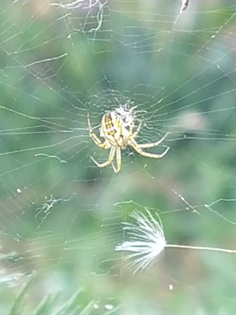 Mangora acalypha - réti keresztespók