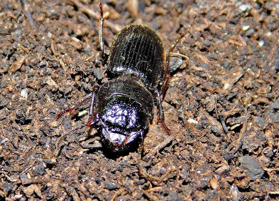 Dixus clypeatus - pajzsosnyakú futó