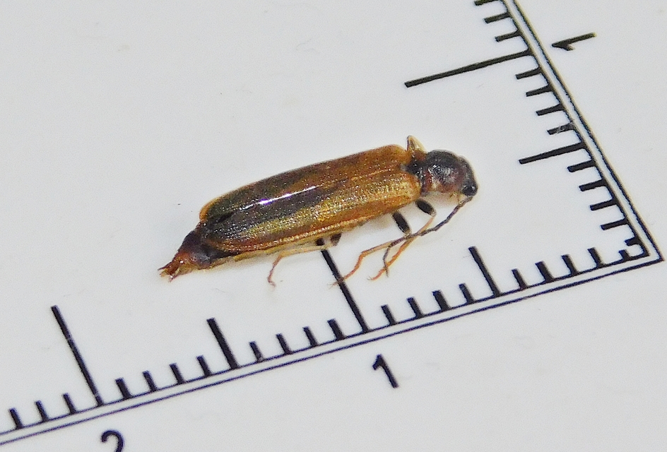 Denticollis linearis - dülledtszemű pattanó