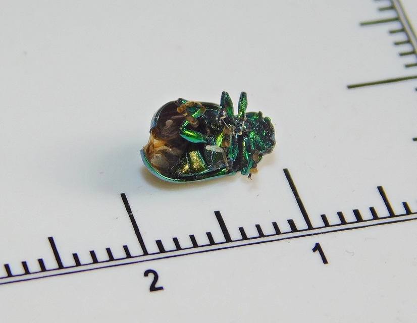Chrysolina herbacea - zöld mentalevelész