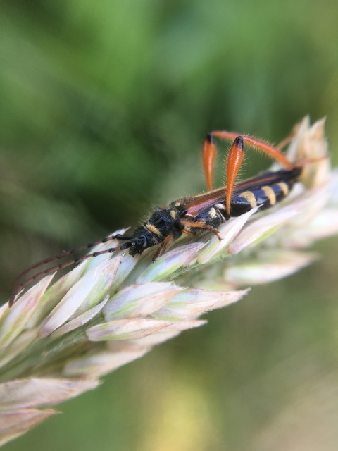 Stenopterus rufus - tarkacsápú keskenyfedőscincér